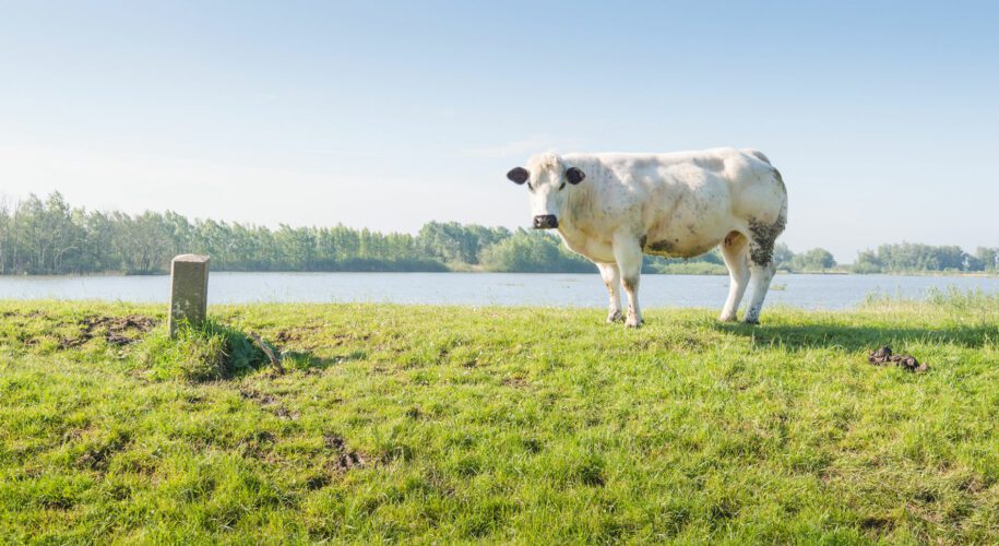 Les bovins de race piémontaise