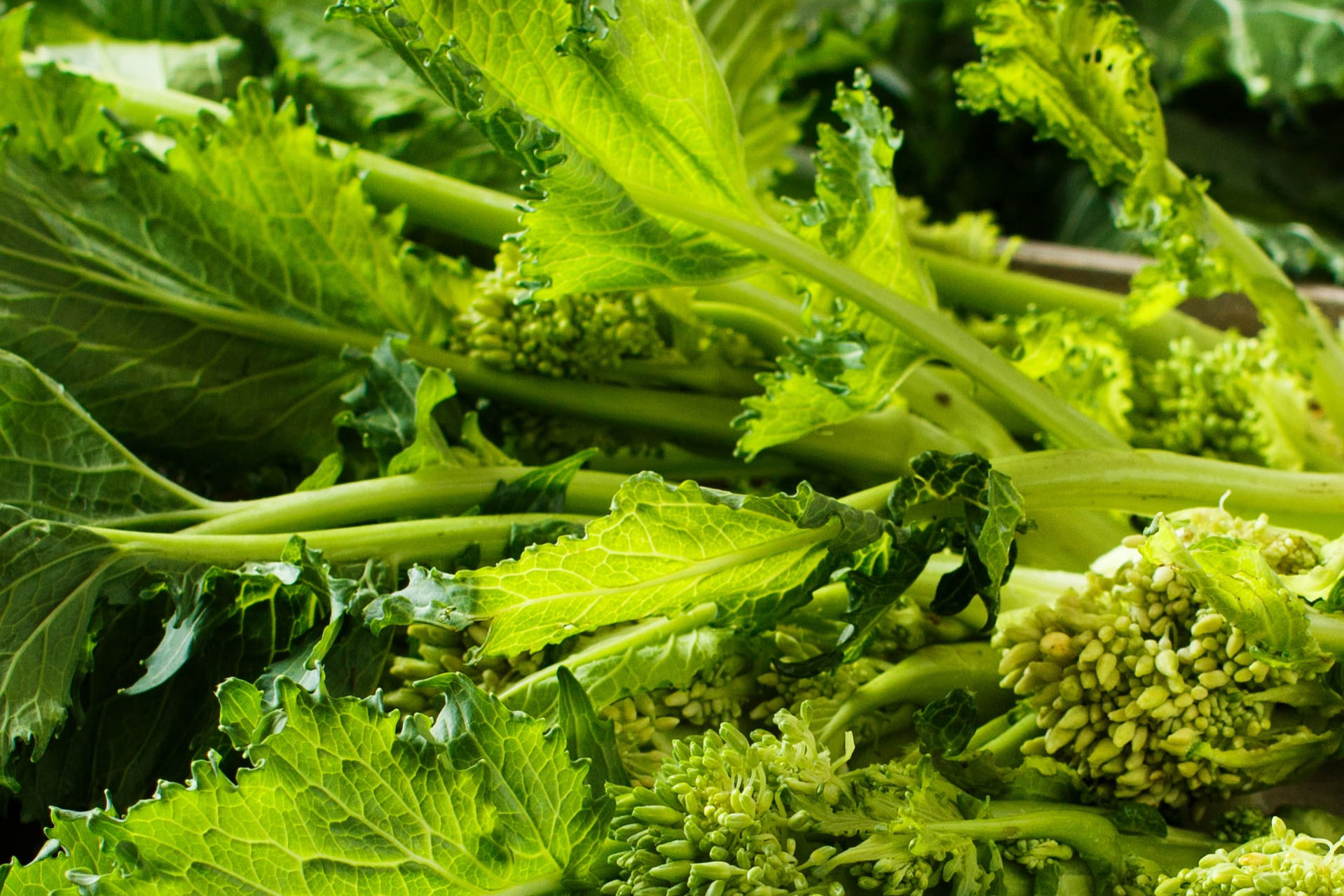« Cime di rapa » : un produit savoureux et sain avec très peu de calories