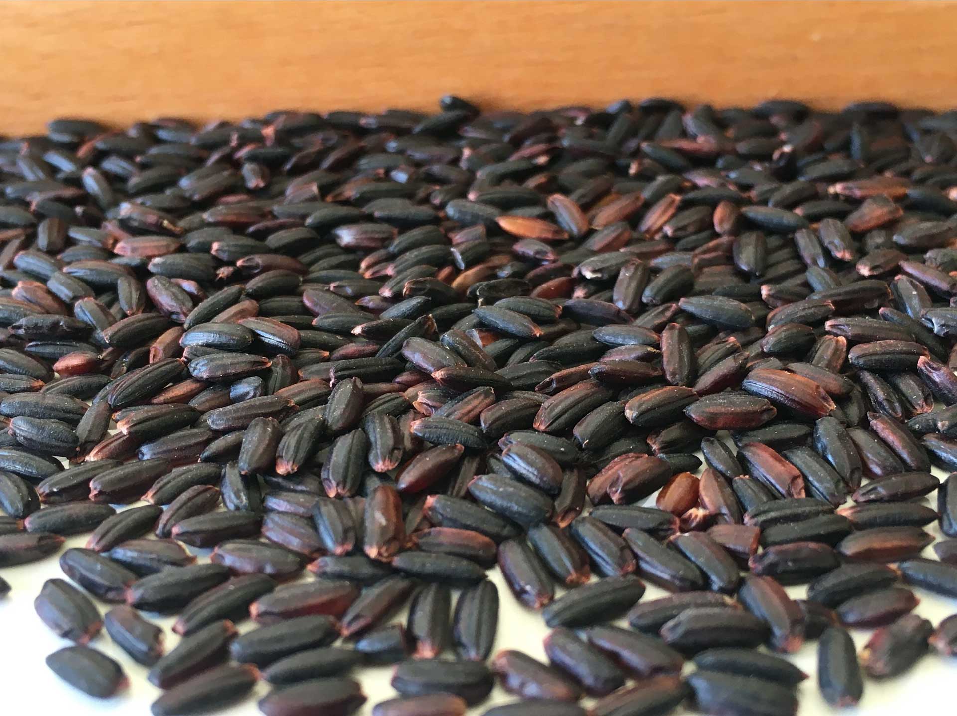 Le riz Ebano