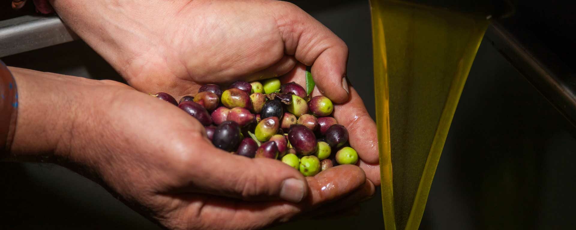 Production de l'huile d'olive vierge extra