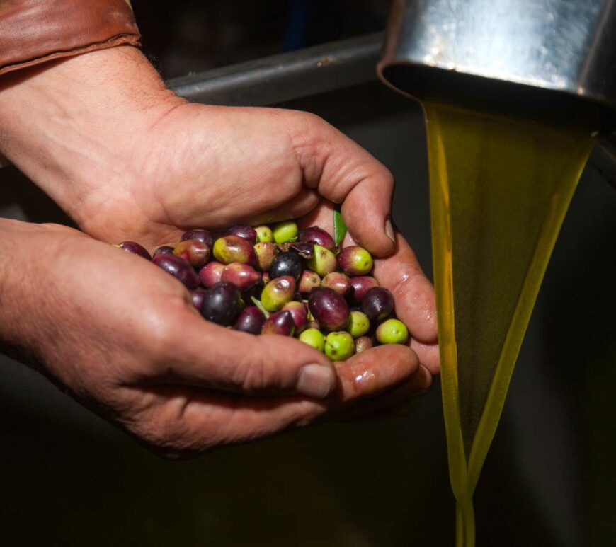 Production de l'huile d'olive vierge extra